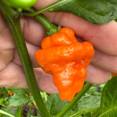 Orange Ripple - Seeds - The Pepper Pantry (Formerly Marie Sharp's)